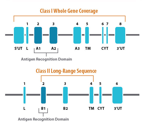 Common HLA Genotyping Resolutions