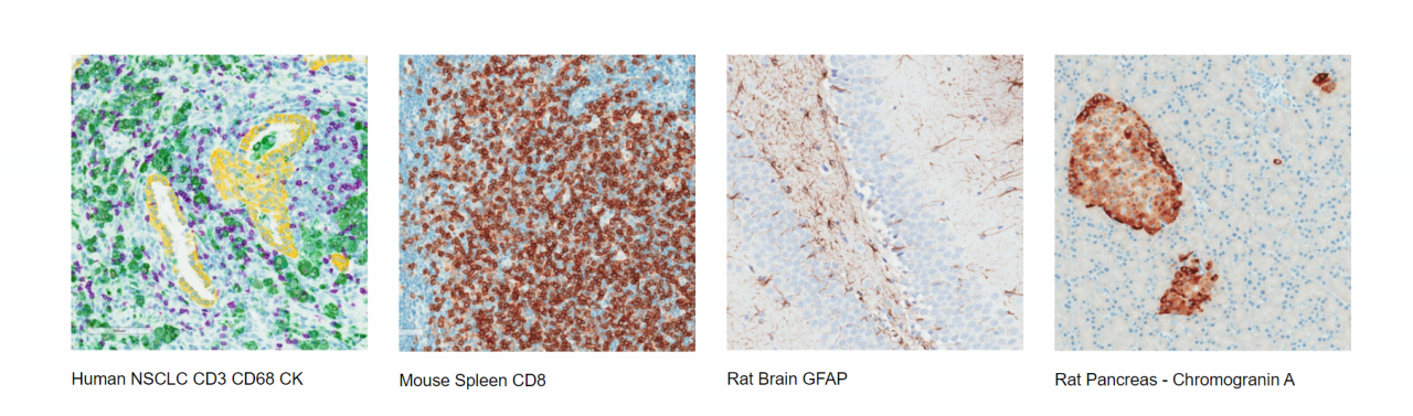 4 枚の画像（左から右へ） 1 枚目：ヒト NSCLC CD3 CD68 CK 2 枚目：マウス脾臓の CD8 3 枚目：ラット脳の GFAP 4 枚目：ラット膵臓 - クロモグラニン A